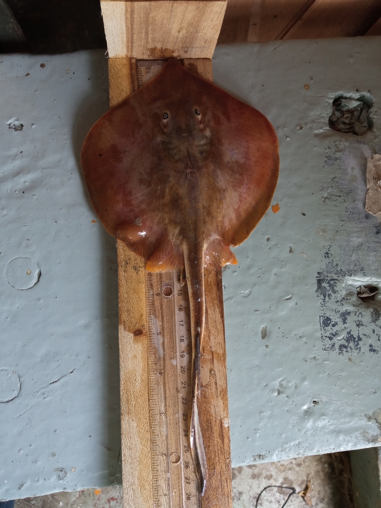 Foto de Raya espinuda roma (Urotrygon aspidura)