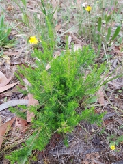 Erica lusitanica