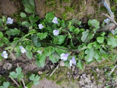 Mazus miquelii