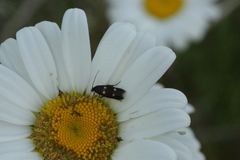 Parascythris muelleri