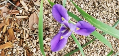 Iris × flexicaulis