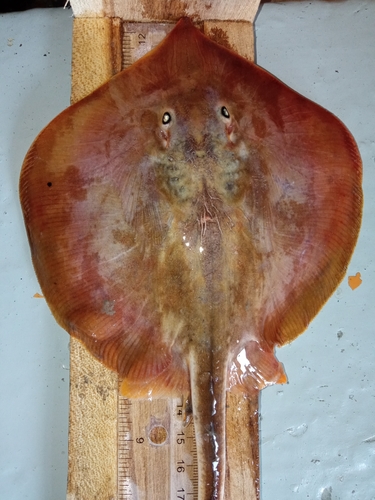 Foto de Raya espinuda roma (Urotrygon aspidura)