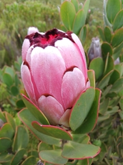 Protea stokoei