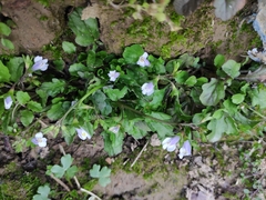 Mazus miquelii