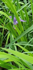 Iris × flexicaulis
