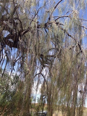 Allocasuarina decaisneana