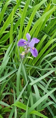 Iris × flexicaulis