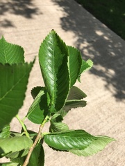 Ulmus americana
