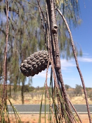 Allocasuarina decaisneana