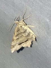 Macaria multilineata