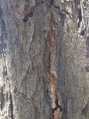 Allocasuarina decaisneana