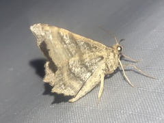 Macaria multilineata