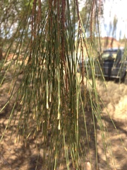 Allocasuarina decaisneana
