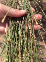 Allocasuarina decaisneana