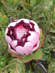 Protea stokoei