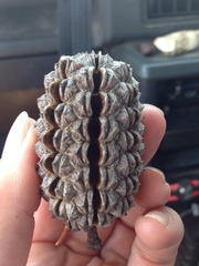 Allocasuarina decaisneana