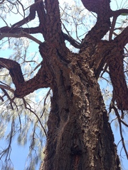 Allocasuarina decaisneana