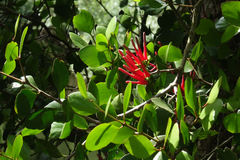 Peraxilla colensoi