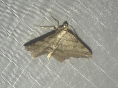 Macaria multilineata