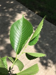Ulmus americana