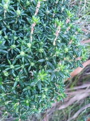 Anaxeton nycthemerum