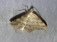 Macaria multilineata