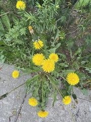 Taraxacum officinale