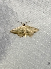 Macaria multilineata