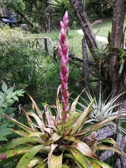 Tillandsia lucida