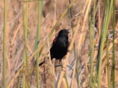 Agelaius phoeniceus californicus