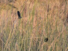 Agelaius phoeniceus californicus