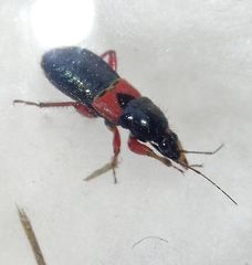 Prostemma guttula guttula