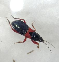 Prostemma guttula guttula