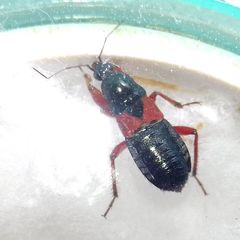 Prostemma guttula guttula