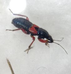 Prostemma guttula guttula