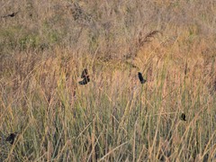 Agelaius phoeniceus californicus