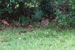 Turdus olivaceus pondoensis