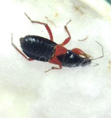 Prostemma guttula guttula