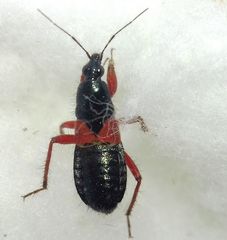 Prostemma guttula guttula