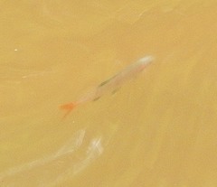 Lythrurus umbratilis