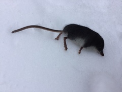 Sorex palustris