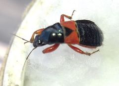 Prostemma guttula guttula