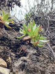 Dudleya formosa