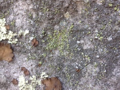 Chrysothrix susquehannensis