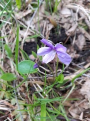 Viola uliginosa