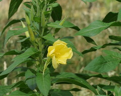 Oenothera stricta stricta