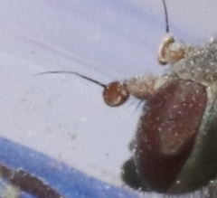 Symphoromyia
