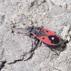 Melanocoryphus tristrami