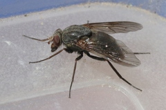 Symphoromyia