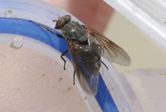 Symphoromyia
